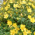 Hypericum calycinum